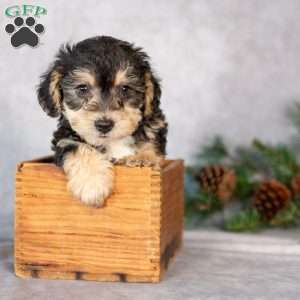 Flora, Yorkie-Chon Puppy